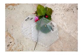 WAVE 2.0 – Honeysuckle (2ks/bal.)