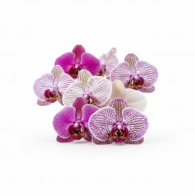 WILD ORCHID - Sprejová vůně řady Classic, 3000 dávek