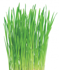 FRESHLY CUT GRASS - Sprejová vůně řady Classic, 3000 dávek